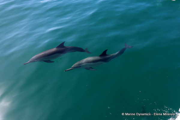 Indo-Pacific Bottlenose dolphin, South Africa